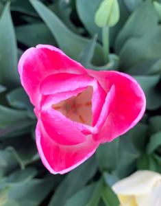 Heleen 01 - Keukenhof